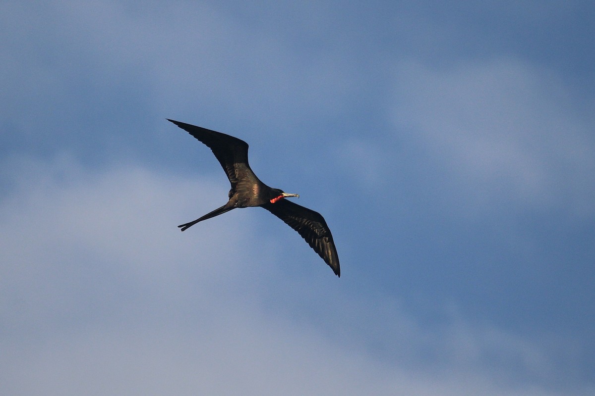 Frégate superbe - ML646554930