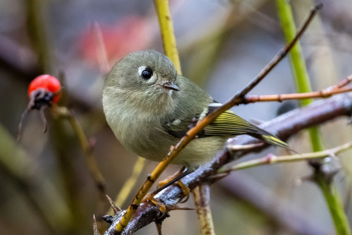 Ruby-crowned Kinglet - ML646554931