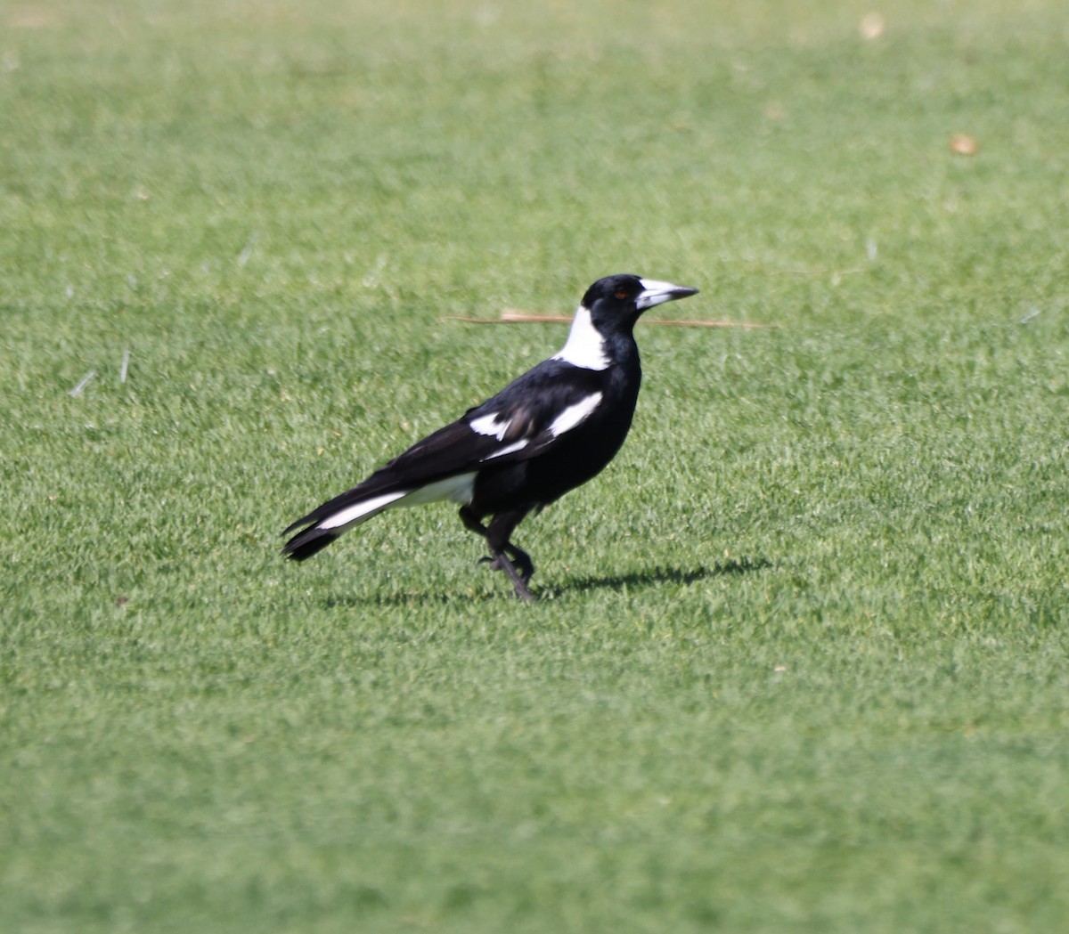 Australian Magpie - ML646554932