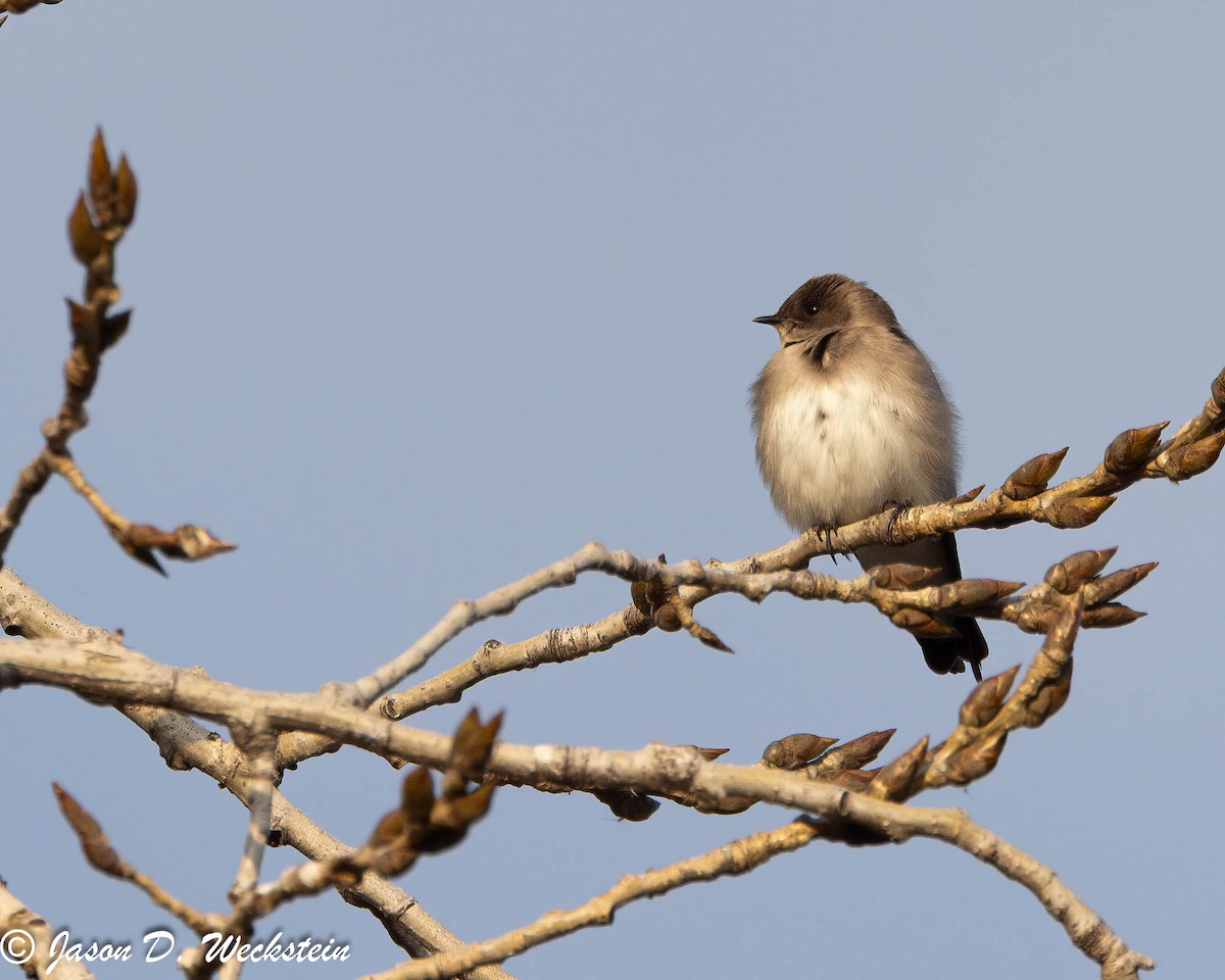 Northern Rough-winged Swallow - ML646554933