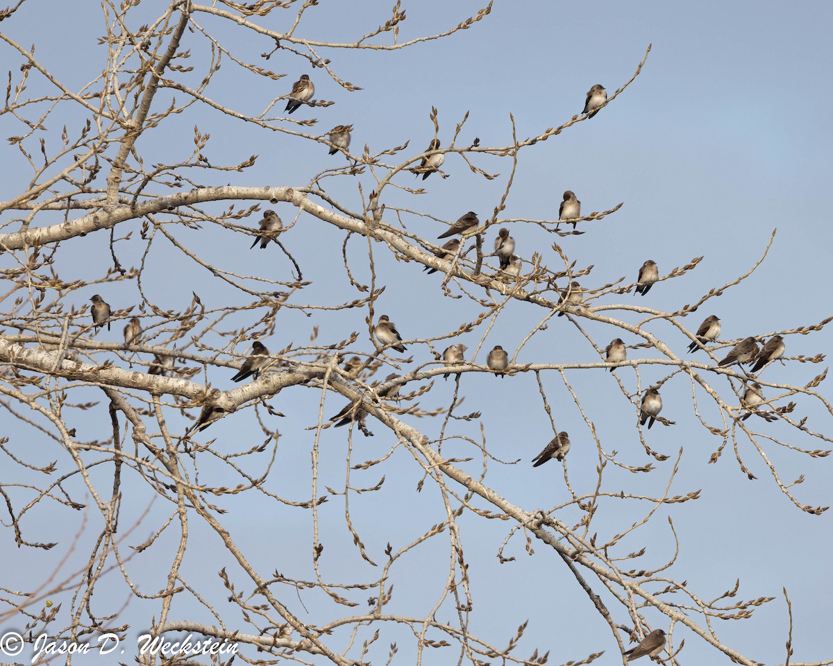 Northern Rough-winged Swallow - ML646554934