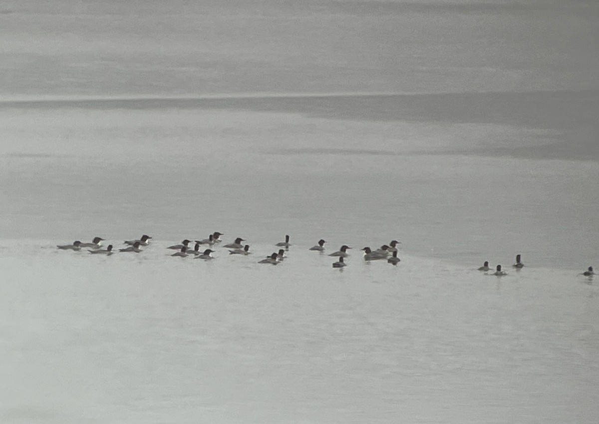 Common Merganser - ML646554935