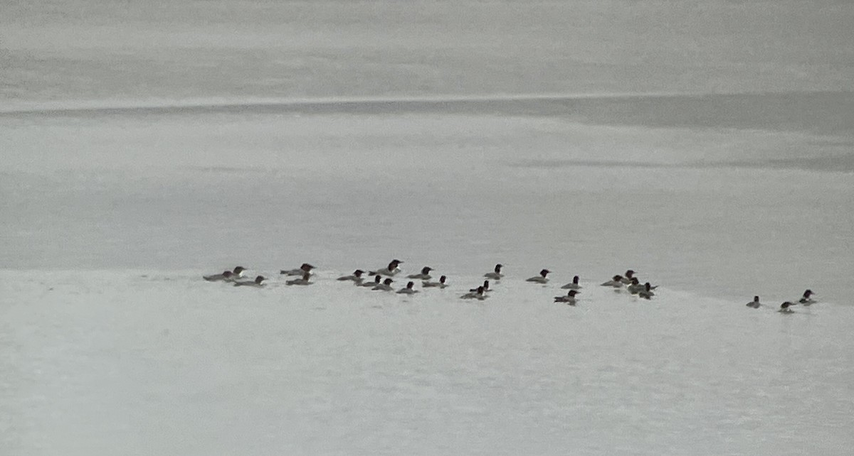 Common Merganser - ML646554936