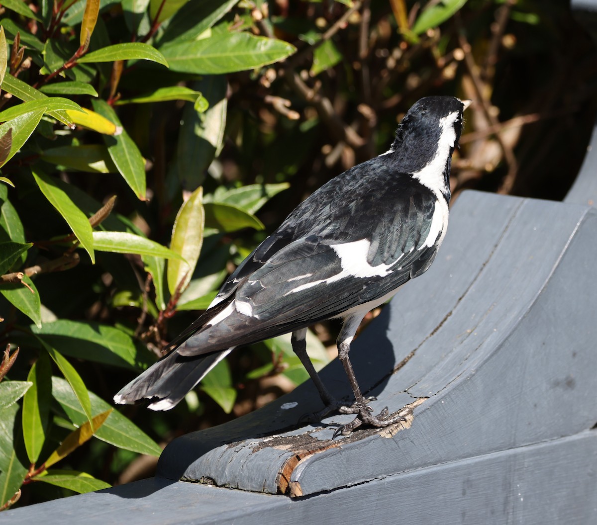 Magpie-lark - ML646554937