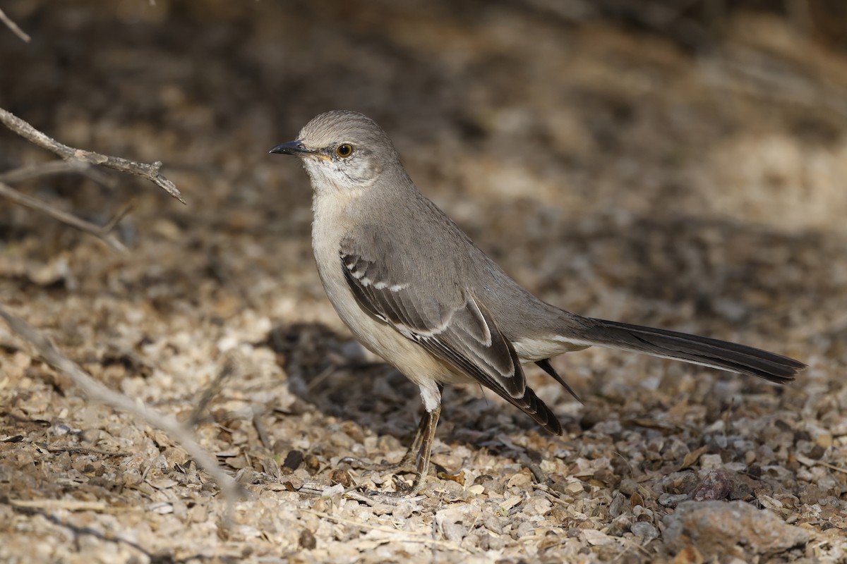 sangspottefugl - ML646554938