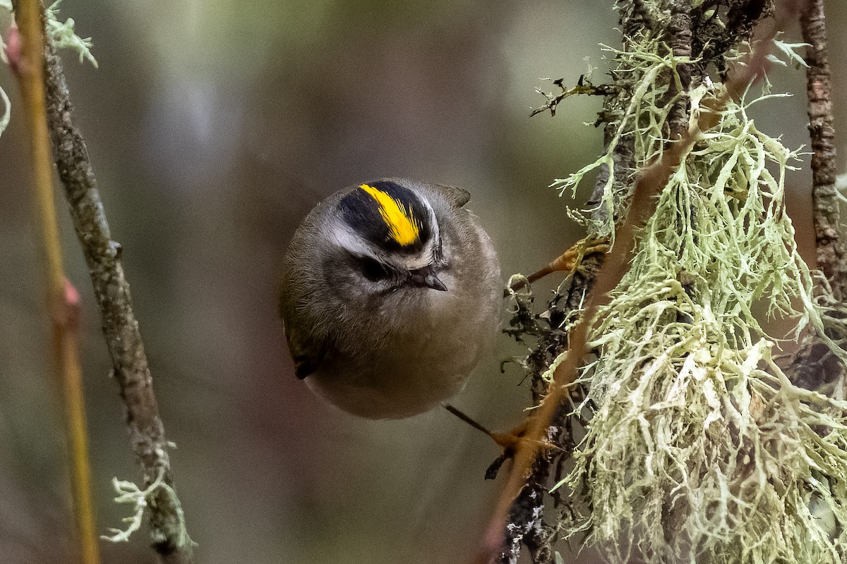 Golden-crowned Kinglet - ML646554939