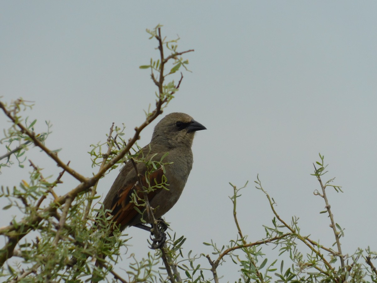 クリバネコウウチョウ - ML646554944