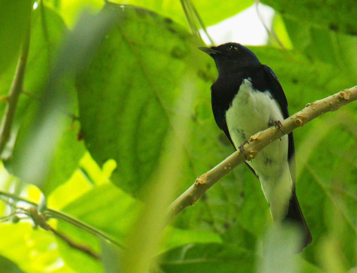 Gobemouche bleu - ML646554946