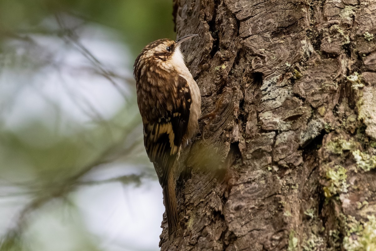 Gerri-txori amerikarra - ML646554948