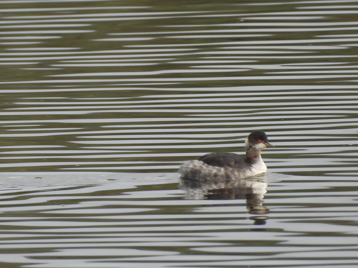 Eared Grebe - ML646554949