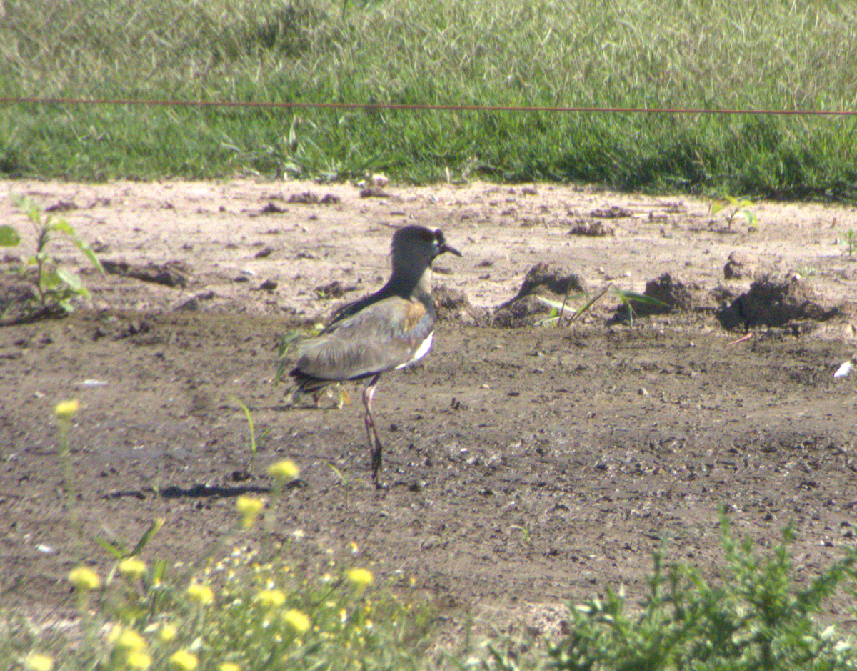 Southern Lapwing - ML646554952
