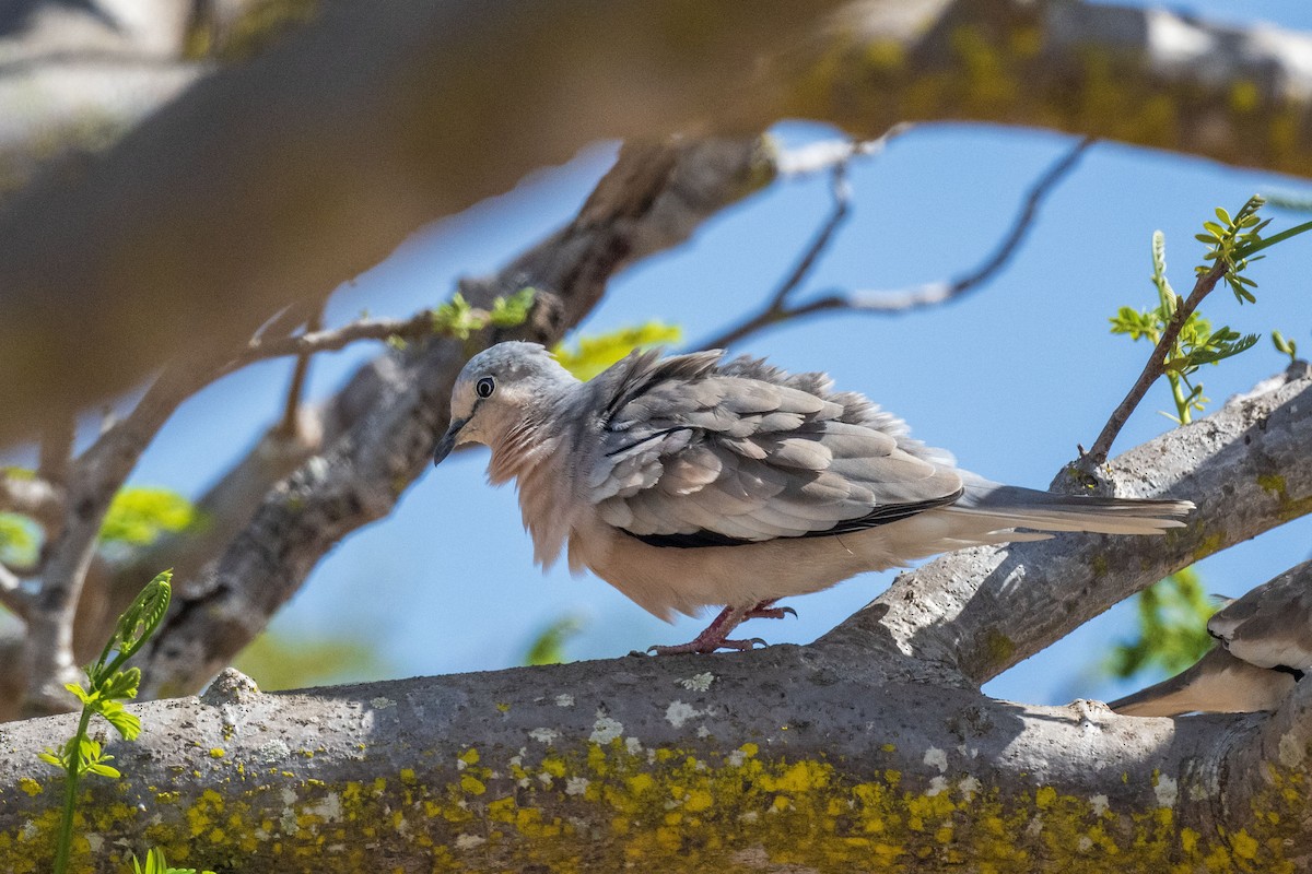 Пікуї - ML646554953