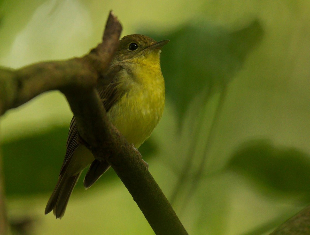 Gobemouche à dos vert - ML646554954