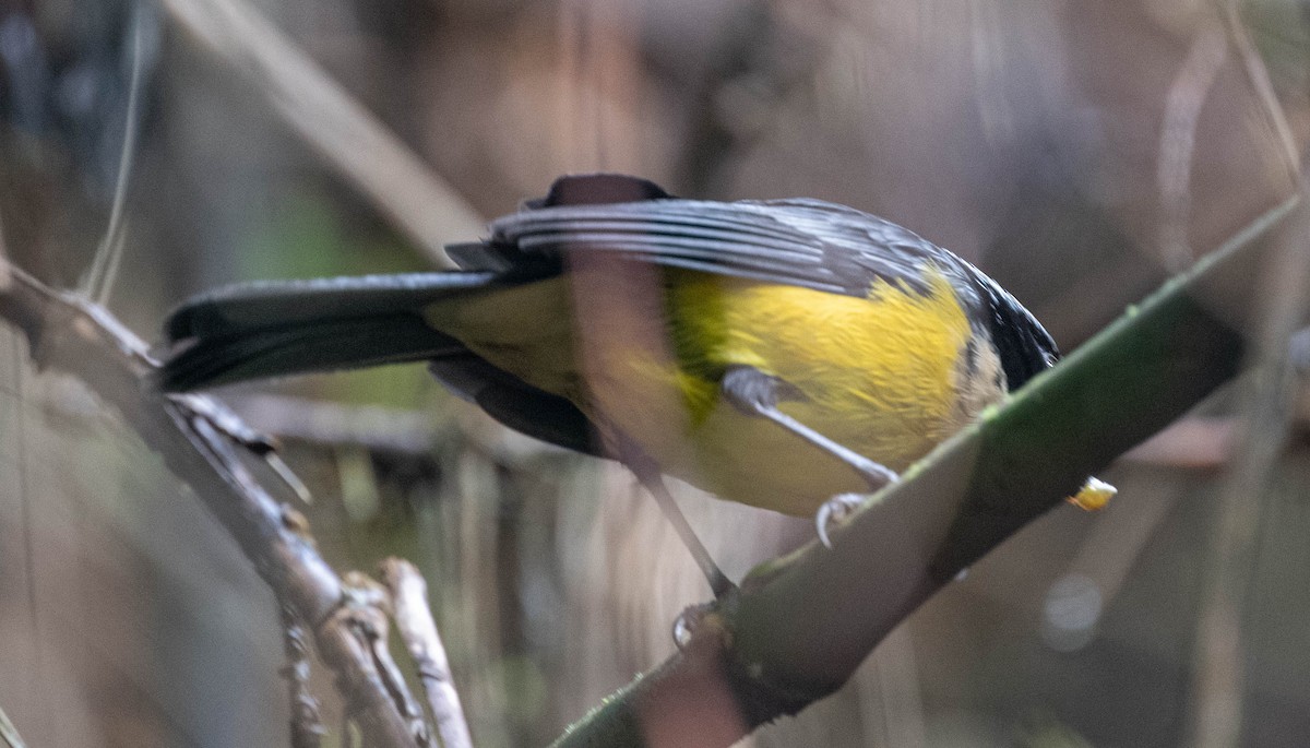 Buff-banded Mountain Tanager - ML646554955