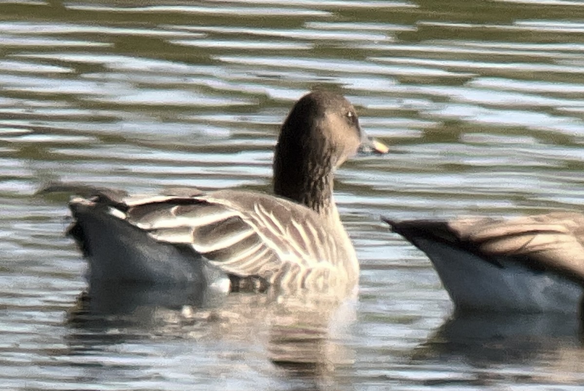 凍原豆雁 - ML646554957