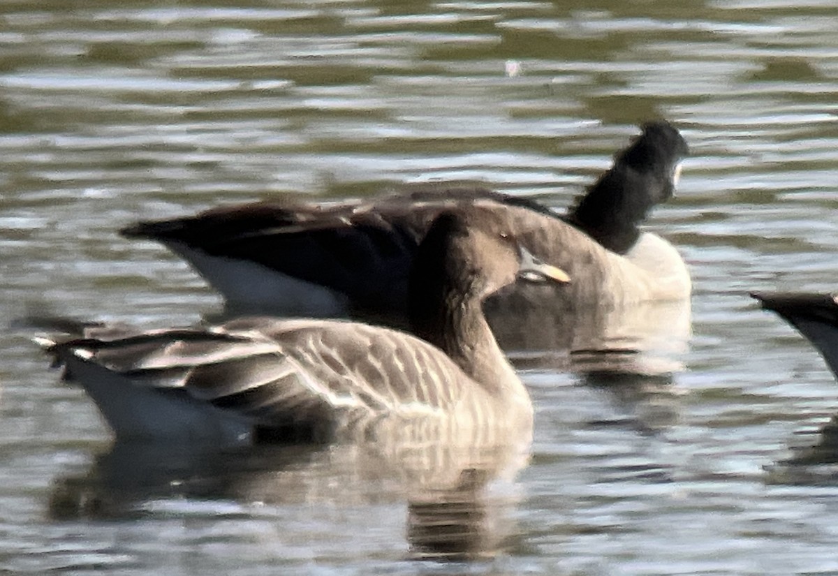 凍原豆雁 - ML646554958