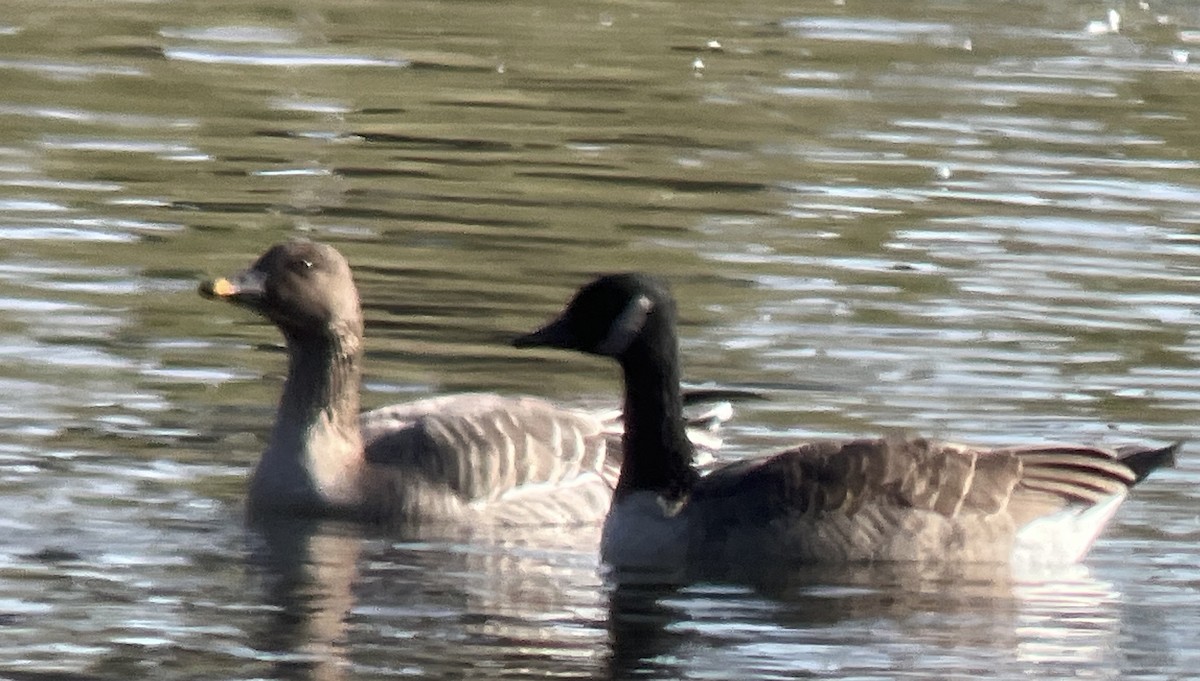 凍原豆雁 - ML646554959