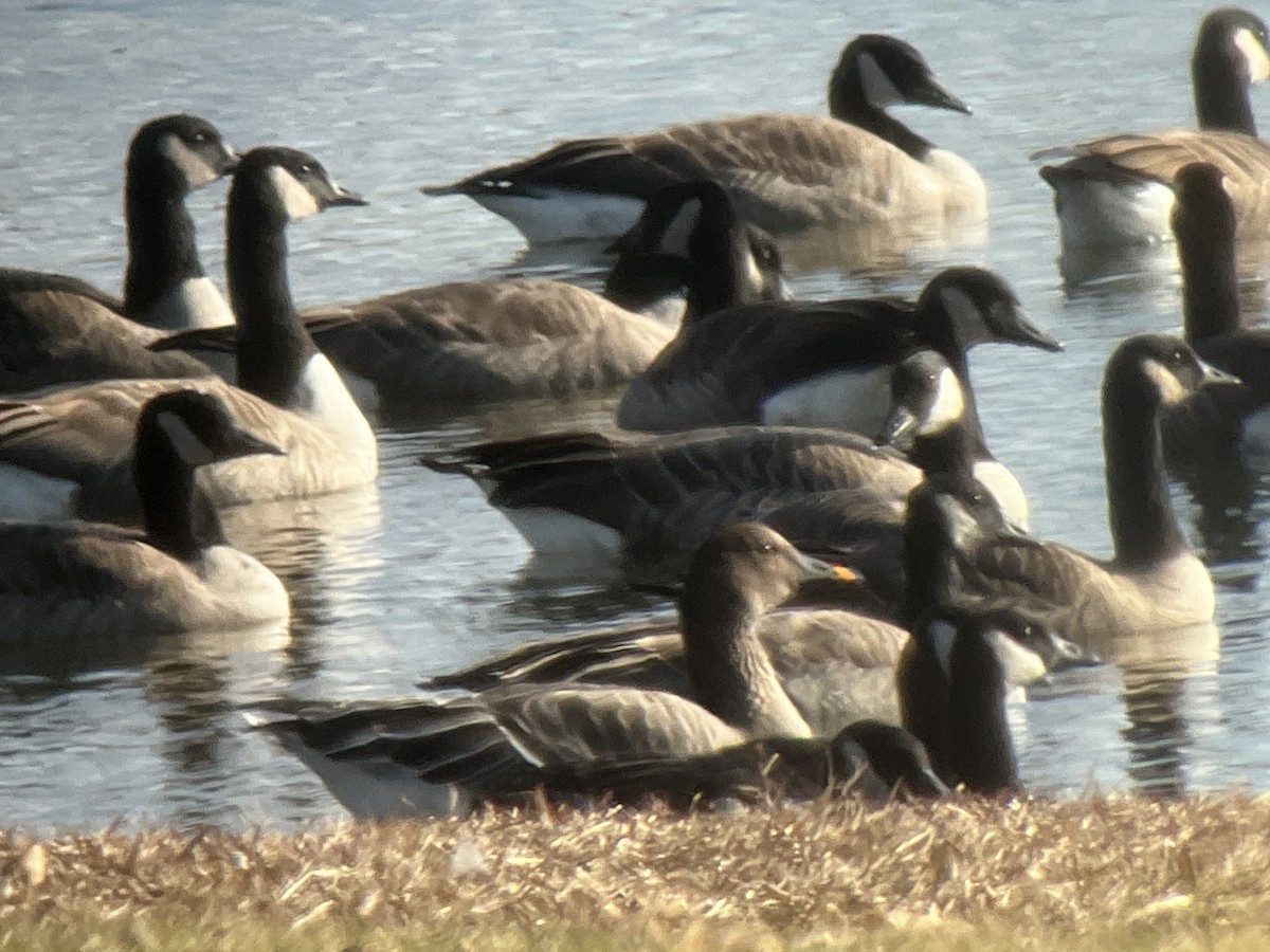 凍原豆雁 - ML646554960