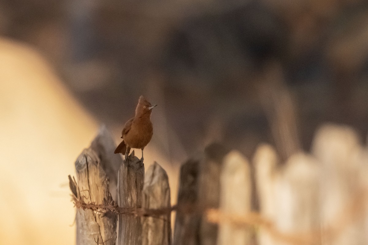 Качолота рудочуба - ML646554961