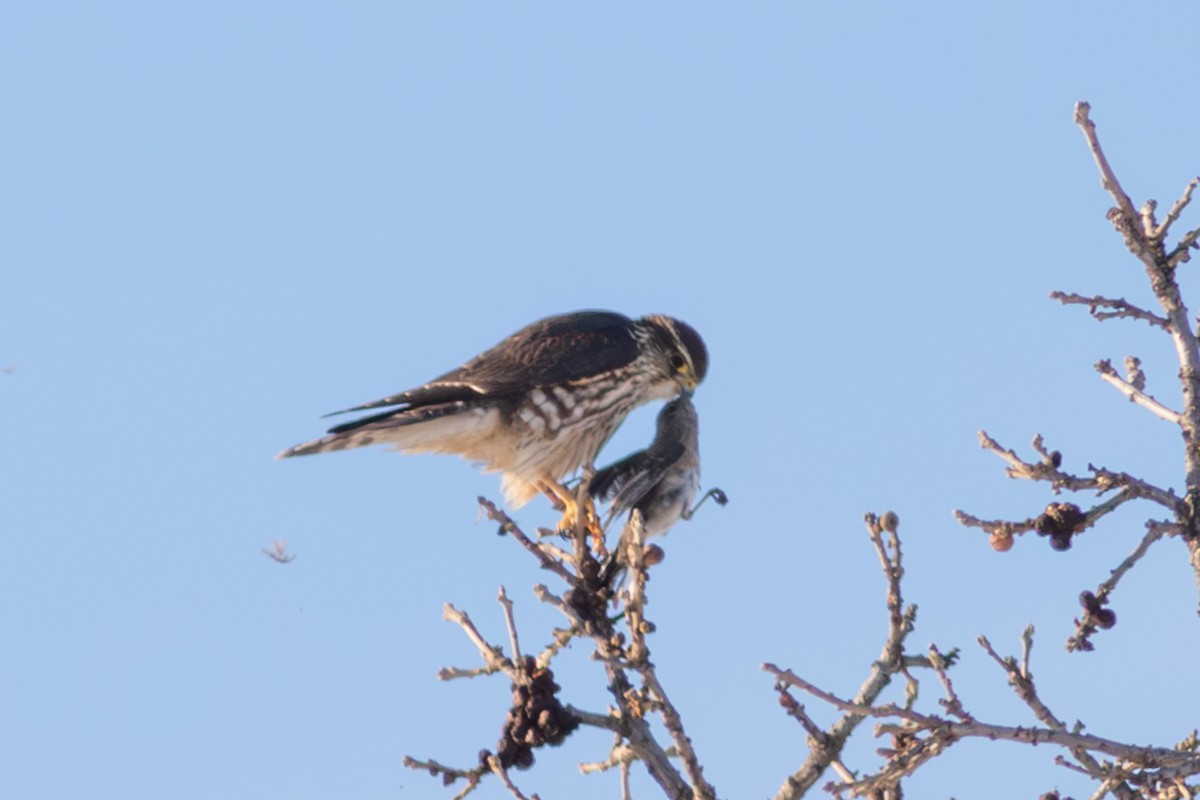 Belatz txikia - ML646554965