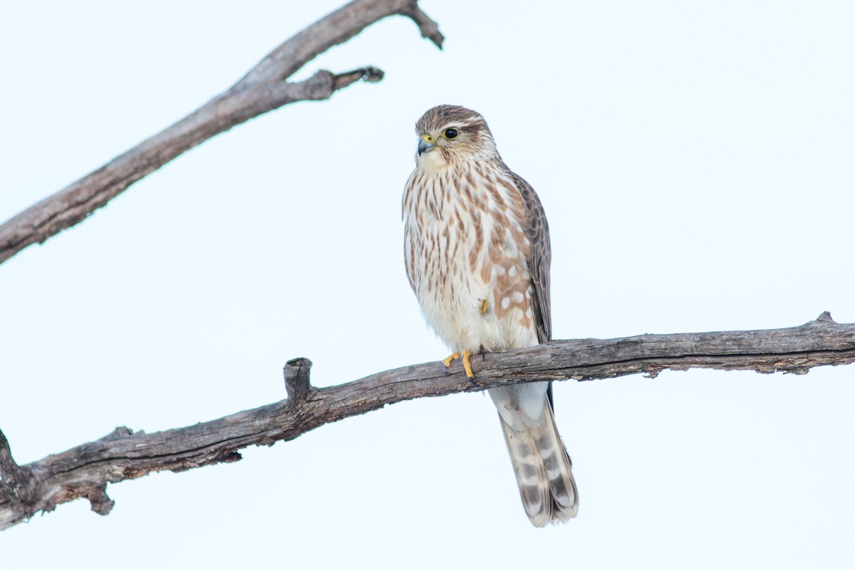 Belatz txikia - ML646554966