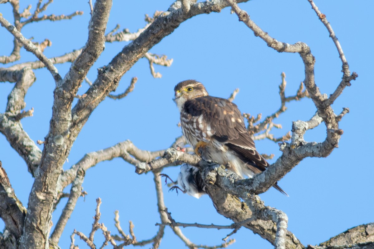 Belatz txikia - ML646554967