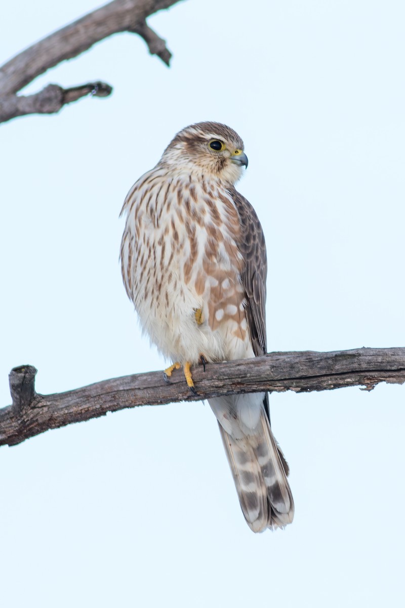 Belatz txikia - ML646554968