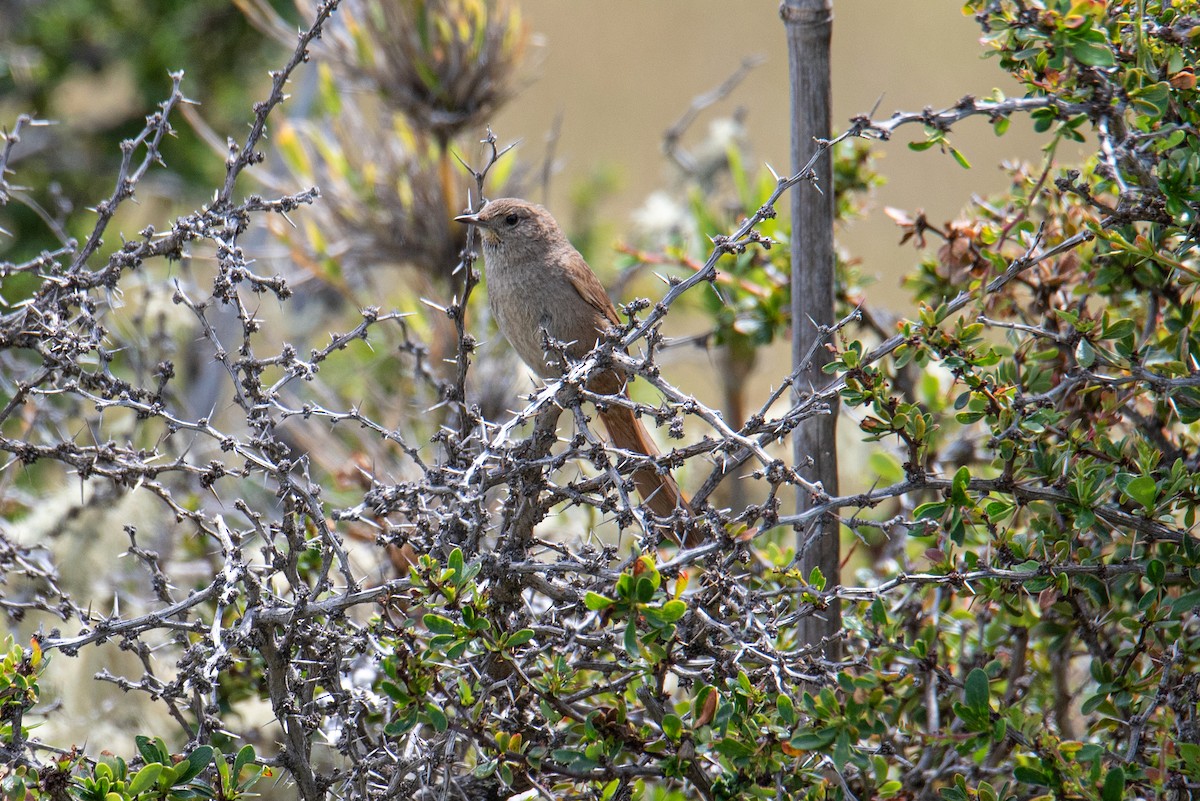 Sharp-billed Canastero - ML646554969
