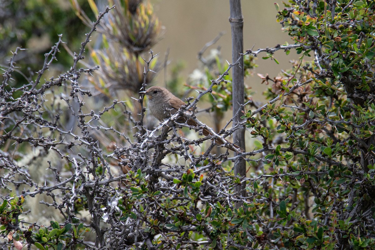 Sharp-billed Canastero - ML646554970
