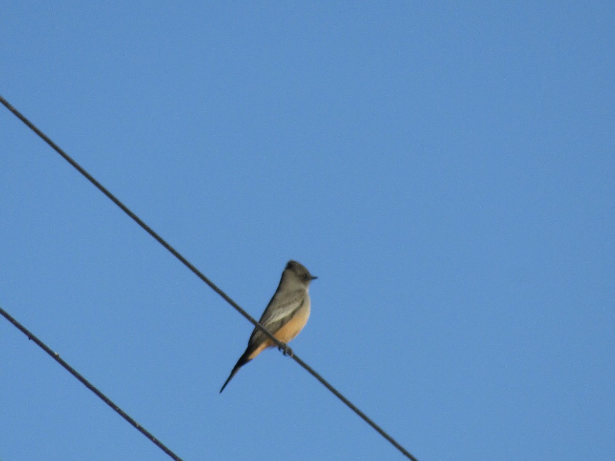 brunfibi - ML646554971