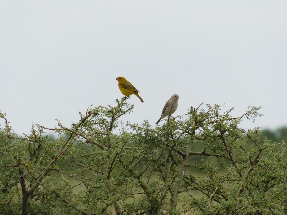 キンノジコ - ML646554974