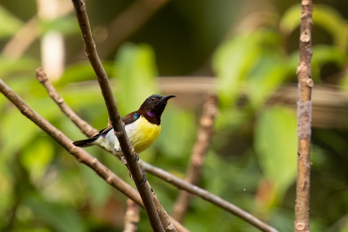 purpurgumpsolfugl - ML646554976