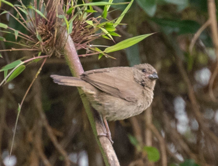 Dull-colored Grassquit - ML646554980