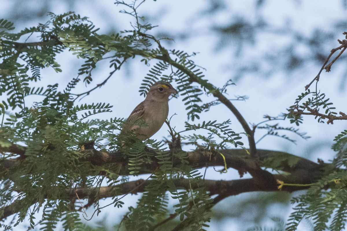 Багновець південний - ML646554984