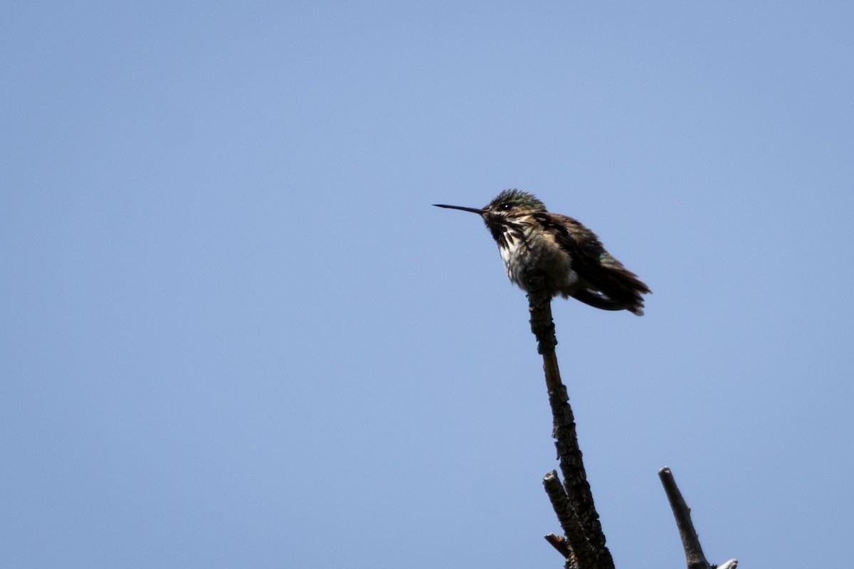 Calliope Hummingbird - ML646554988