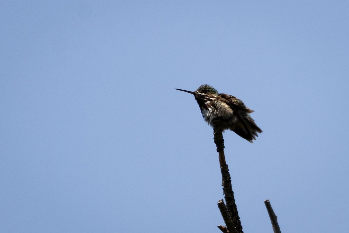 Calliope Hummingbird - ML646554989