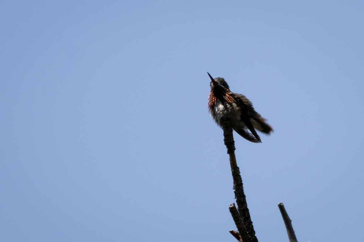 Calliope Hummingbird - ML646554990