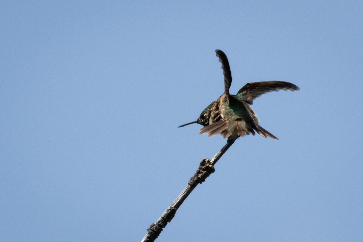 Calliope Hummingbird - ML646554992