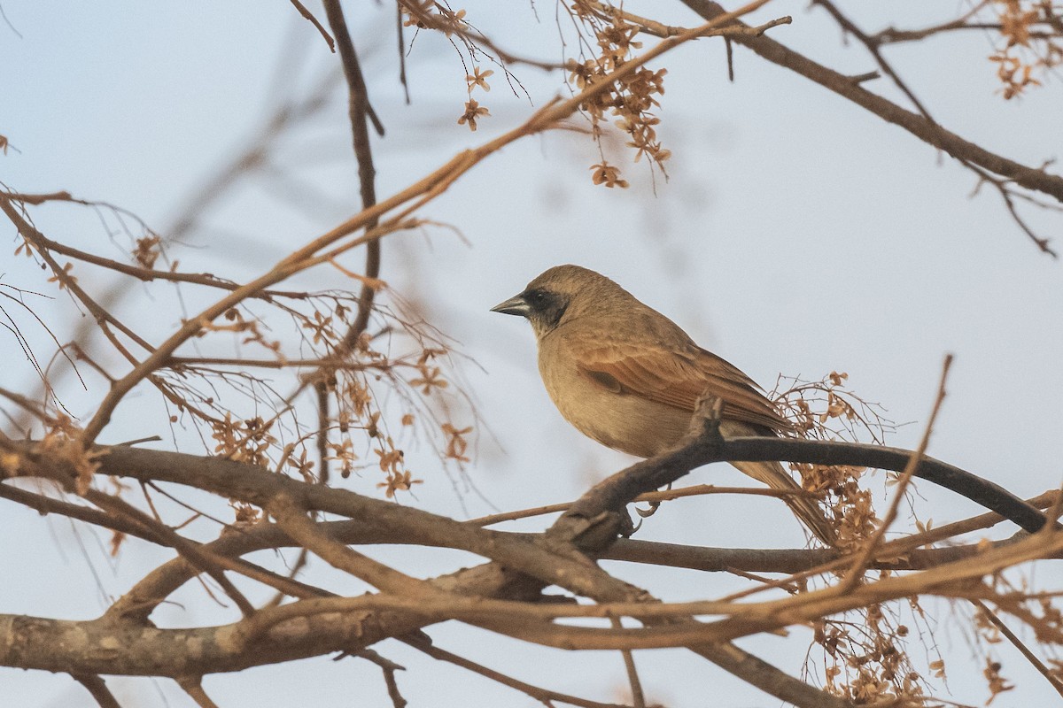 Вашер блідий - ML646554993