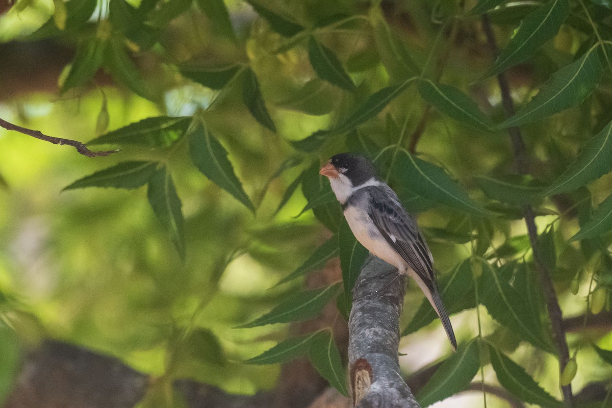 Зерноїд білогорлий - ML646554997