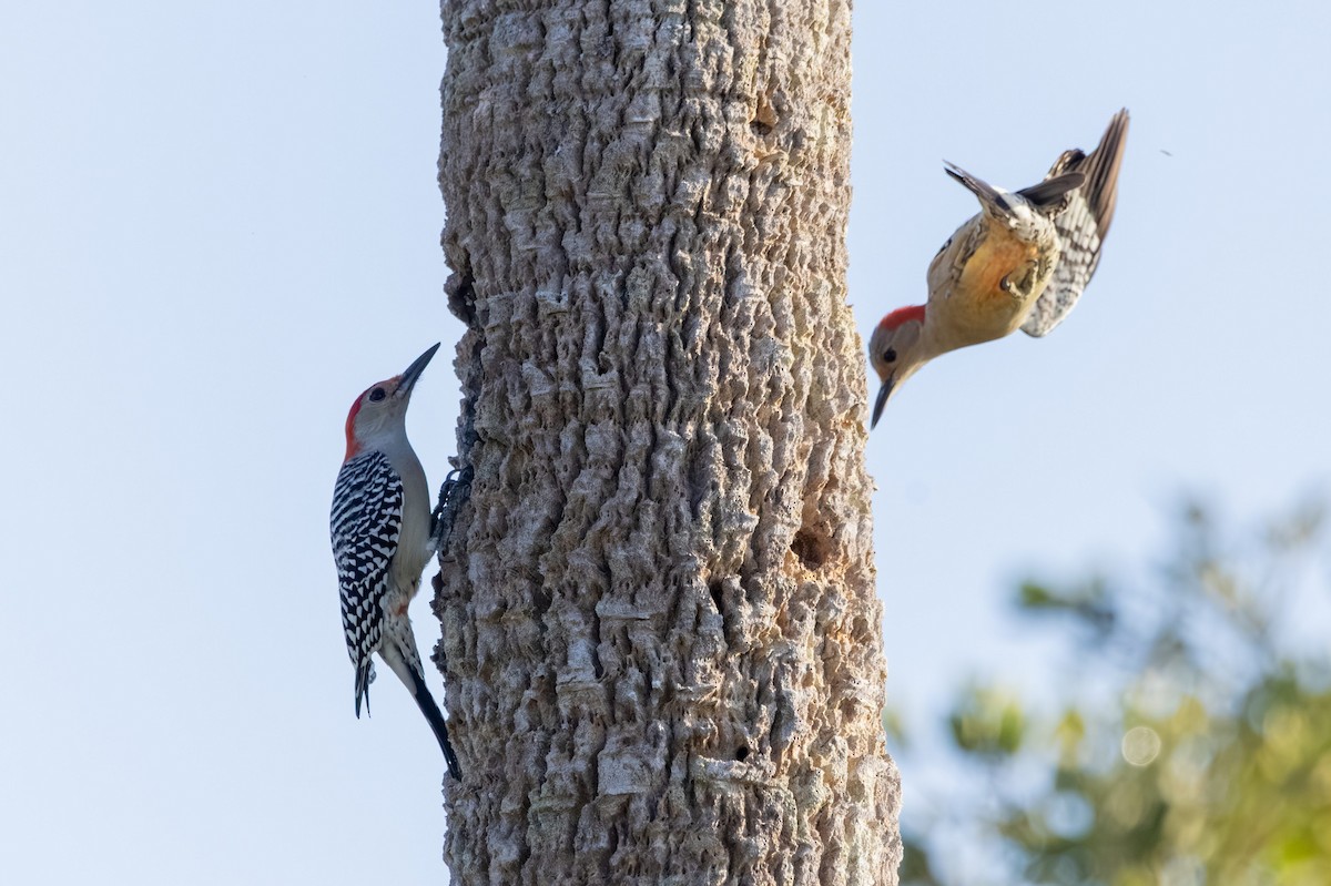 Carolinaspecht - ML646554998