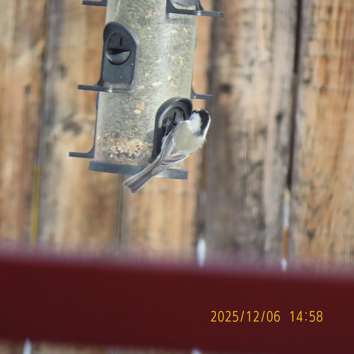 Mountain Chickadee - ML646555002