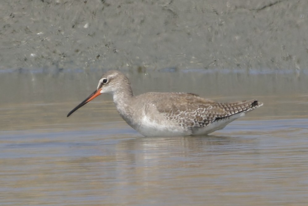 Spotted Redshank - ML646555004