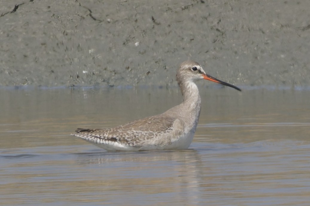 Spotted Redshank - ML646555005