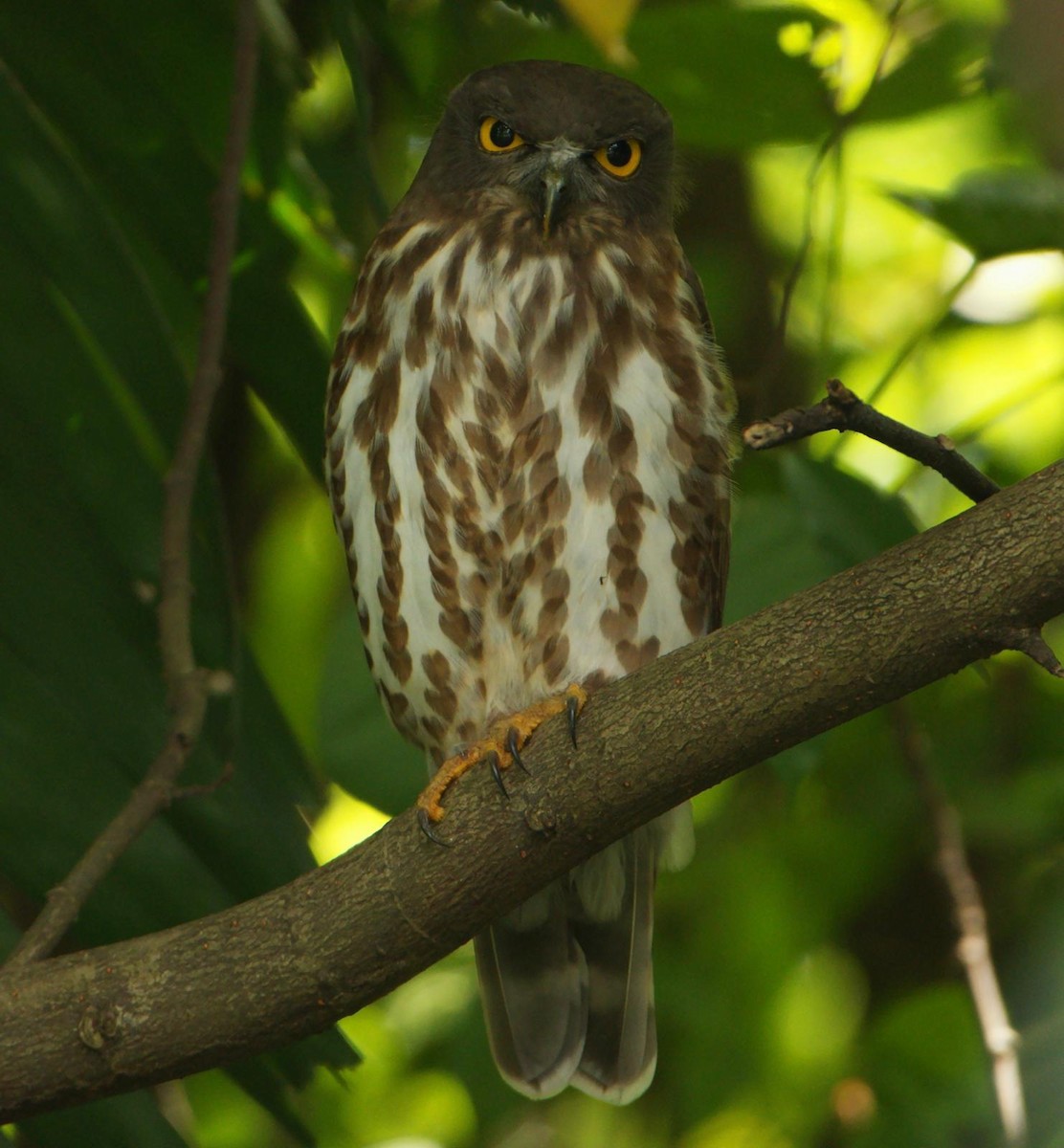 Ninoxe boréale - ML646555006