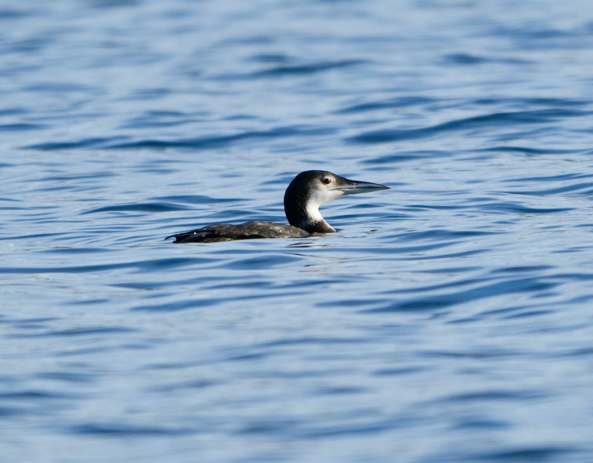 Common Loon - ML646555007