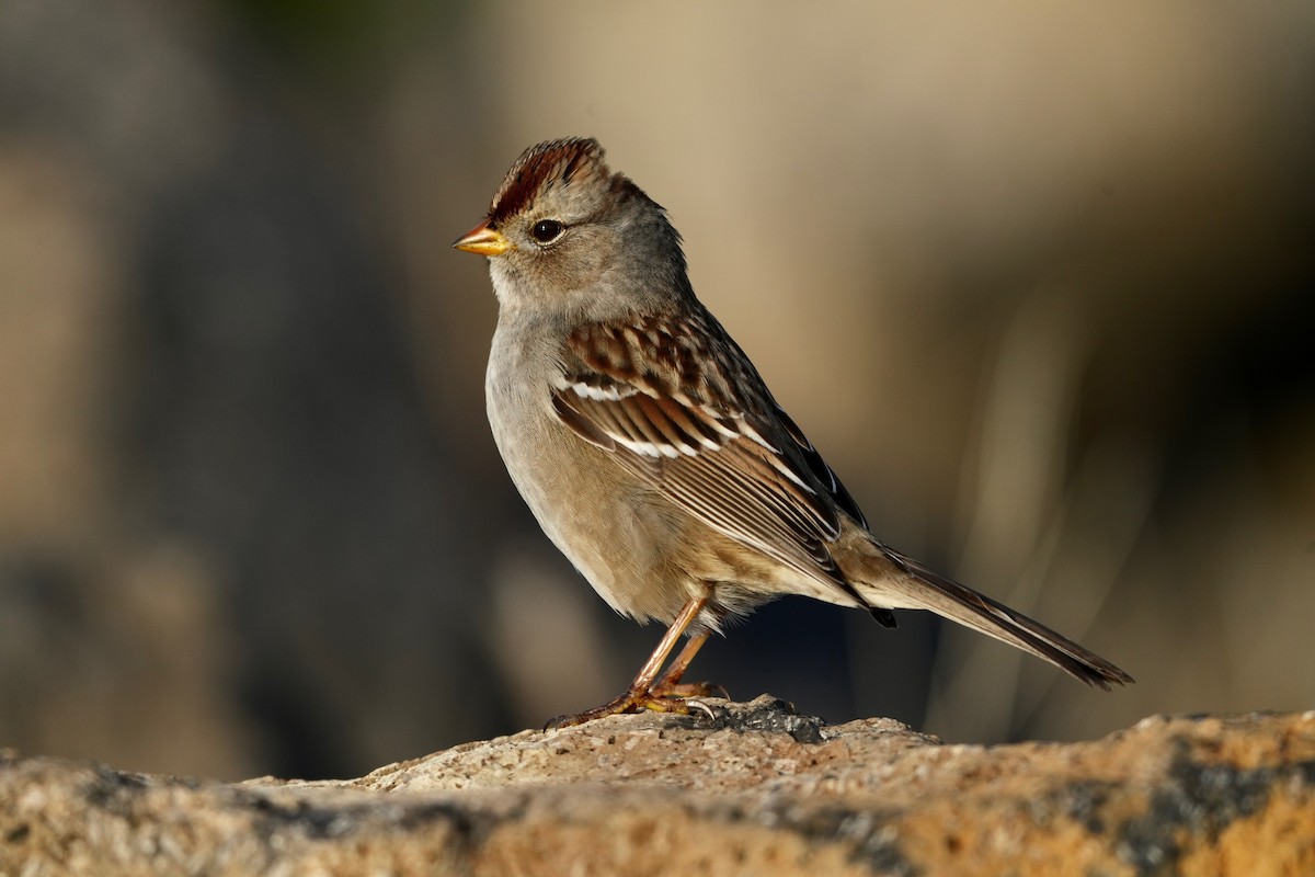 White-crowned Sparrow - ML646555011