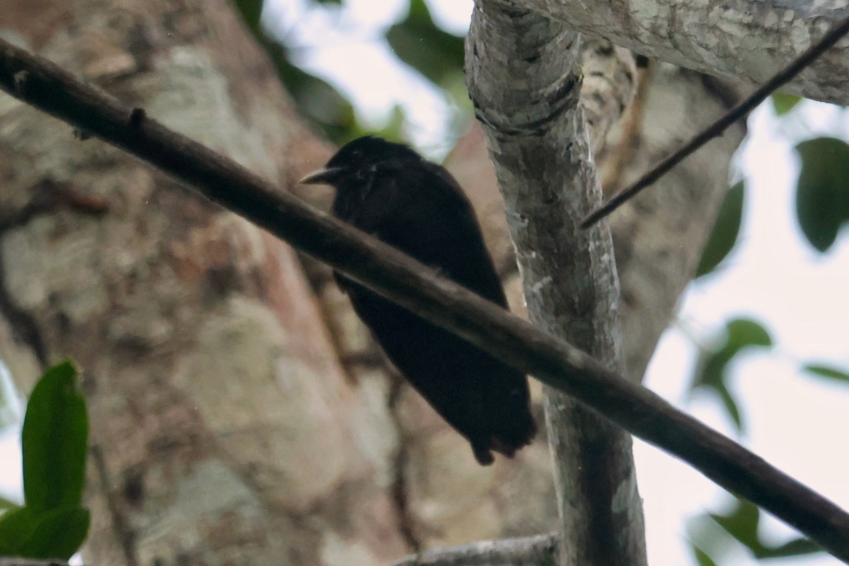 Purple-throated Fruitcrow - ML646555012