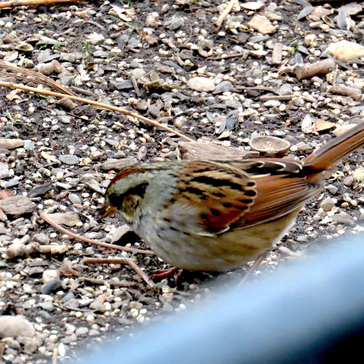 Swamp Sparrow - ML646555013