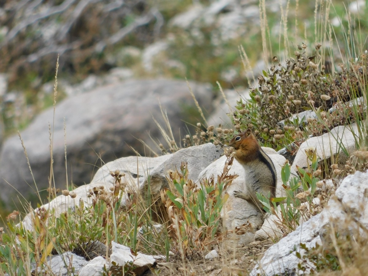 Animals - ML646555017